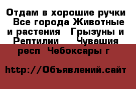 Отдам в хорошие ручки - Все города Животные и растения » Грызуны и Рептилии   . Чувашия респ.,Чебоксары г.